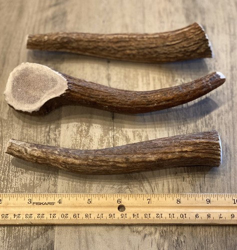 Large elk deer - (3,